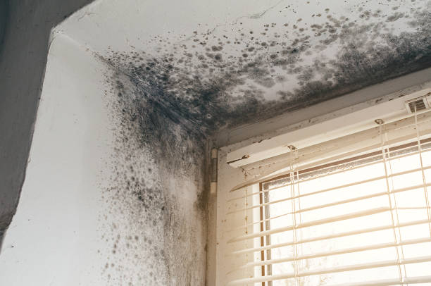 Affordable Black Mold Remediation solutions in Saint James, NY